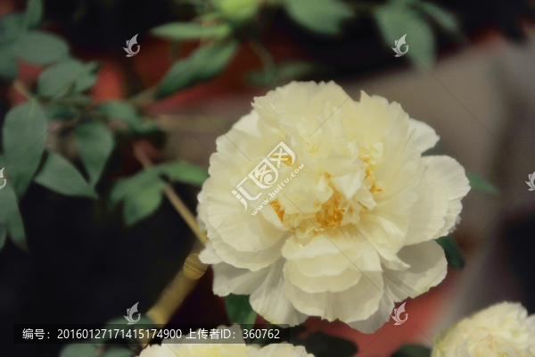 白牡丹