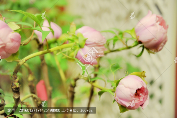 牡丹花開