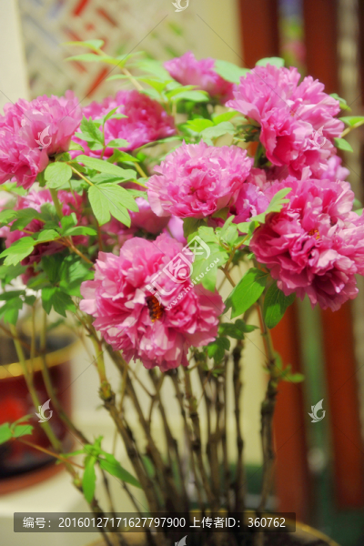 牡丹花開