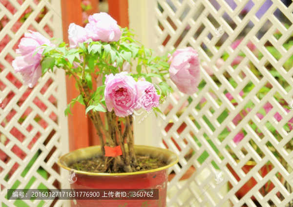一盆牡丹花