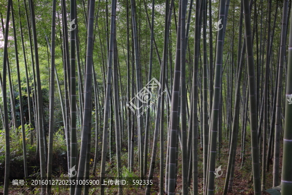 竹林