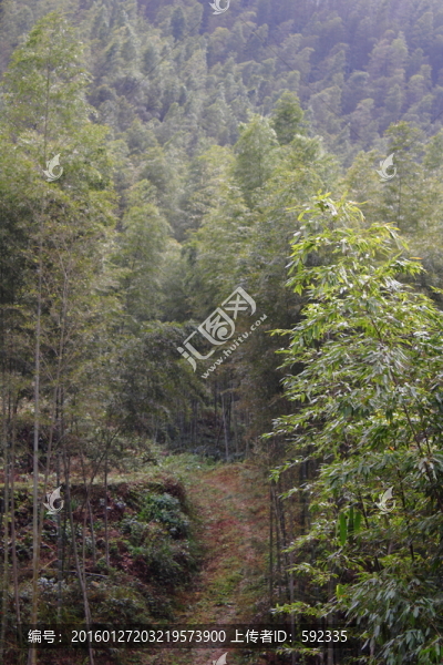 竹林