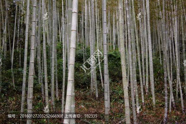 竹林