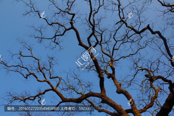 樹