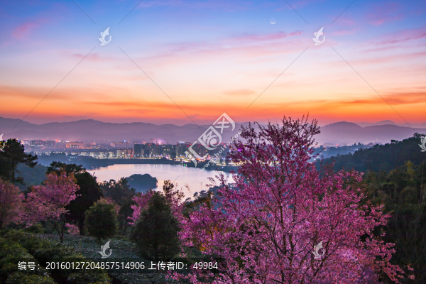 暮色下的櫻花季