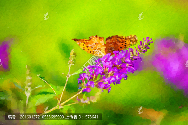 花叢中的蝴蝶