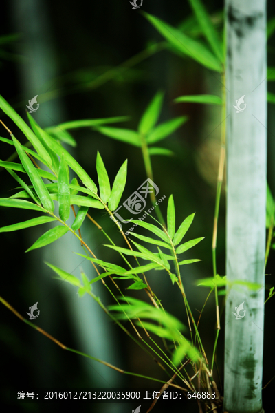 竹子,竹林