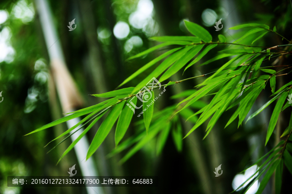 竹子,竹林
