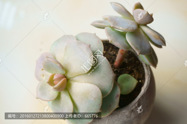 多肉植物