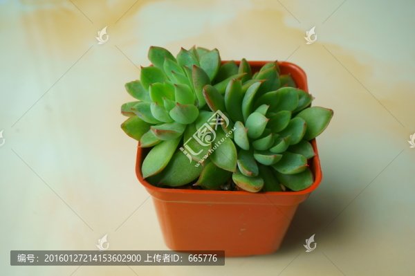 多肉植物