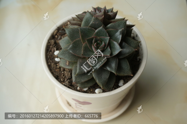 多肉植物
