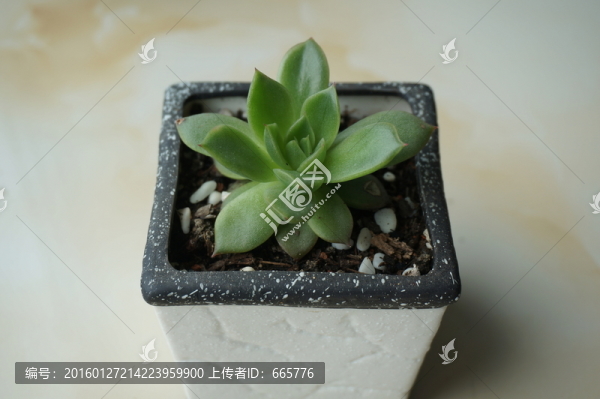 多肉植物