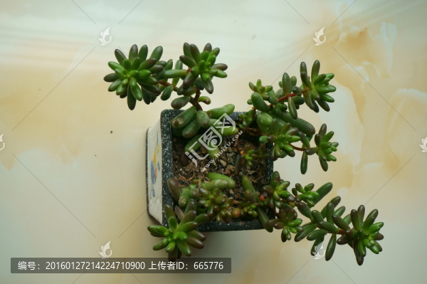 多肉植物