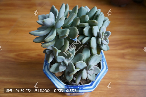 多肉植物