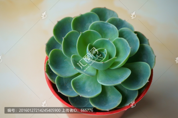 多肉植物