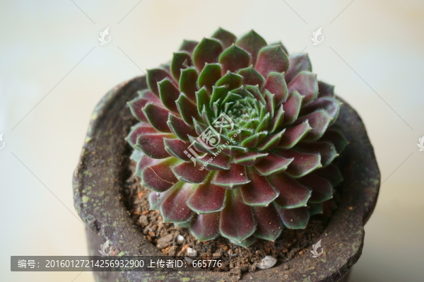 多肉植物