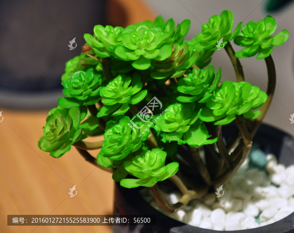 綠植
