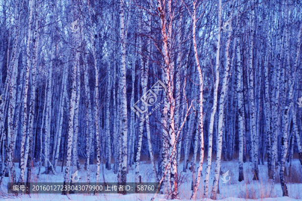 雪原夕照下的白樺林