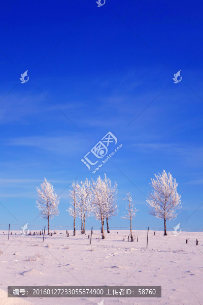 雪原樹林霧凇