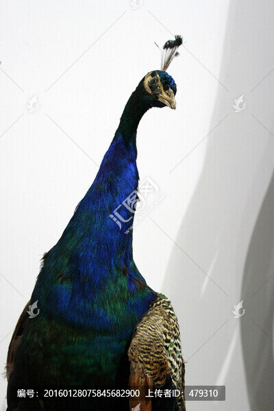 孔雀,標本,大鳥