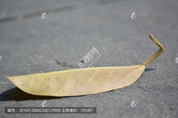 枯樹葉