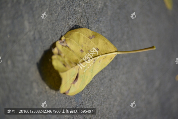 枯樹葉