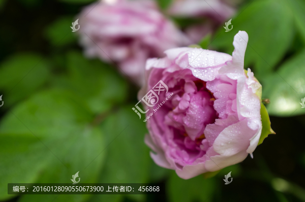 牡丹花,含苞待放