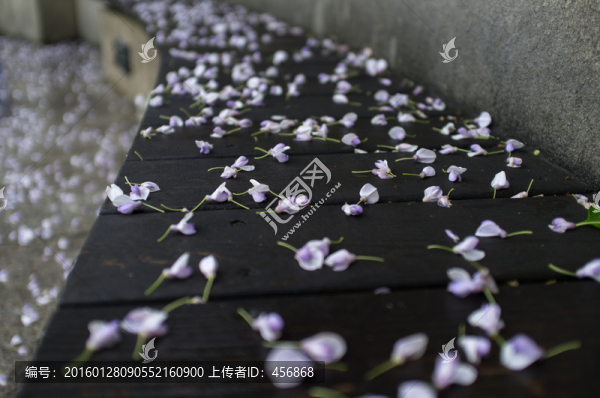 紫藤花瓣