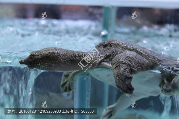 活甲魚