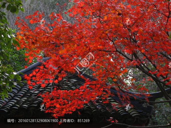 絢爛紅葉