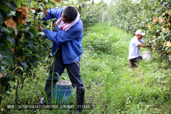 干活的果農(nóng)
