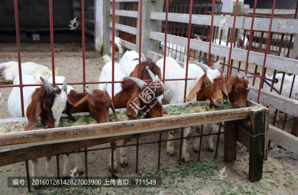 羊圈,波爾山羊飼養(yǎng)