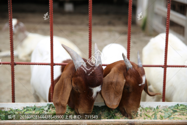 羊圈里吃草料的波爾山羊
