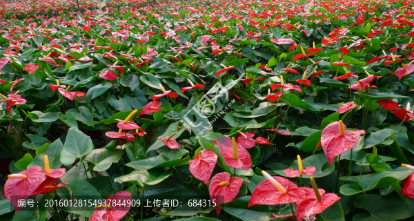 紅掌