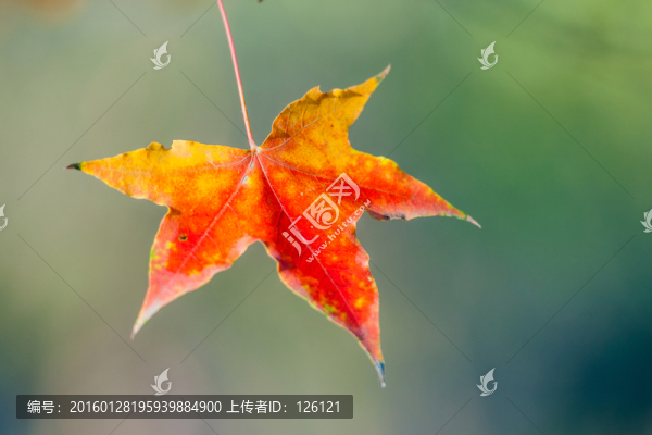 楓葉