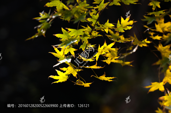 楓葉