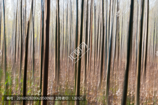 小樹(shù)林