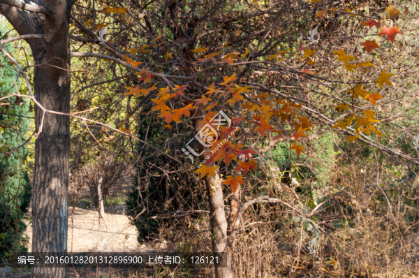 楓葉-匯圖網(wǎng) www.fosd68.com 楓葉
