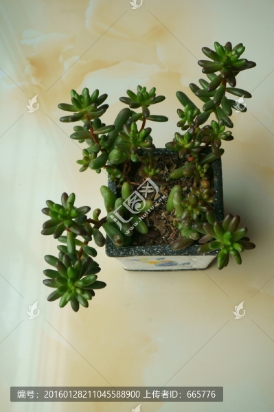 多肉植物