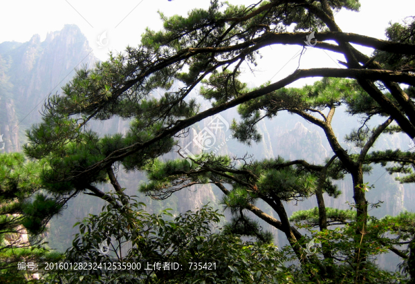 高山松樹