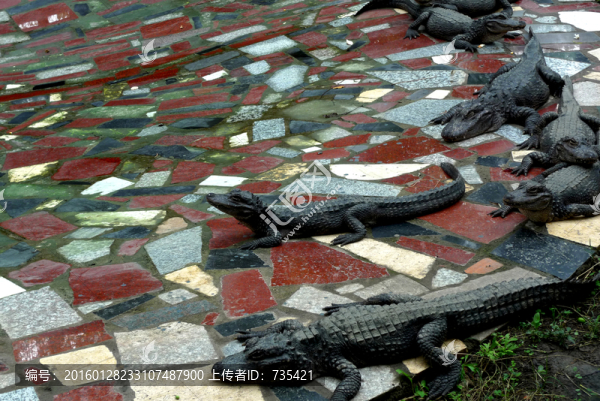 鱷魚(yú)