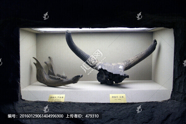 黑龍江省,博物館,館藏真品