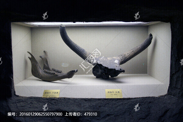 牛頭,化石-匯圖網(wǎng) www.fosd68.com 牛頭,化石