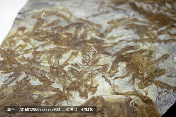 黑龍江省,博物館,館藏真品
