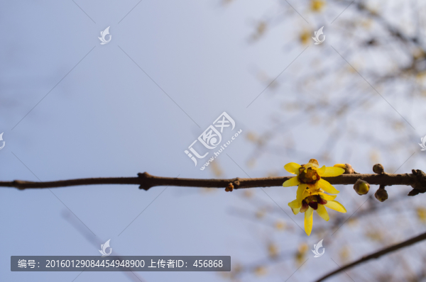 臘梅花枝