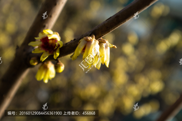 臘梅花特寫