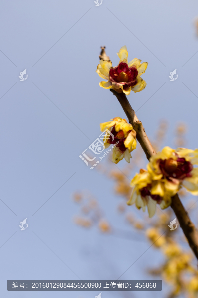 臘梅花
