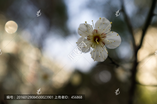 一朵梅花特寫