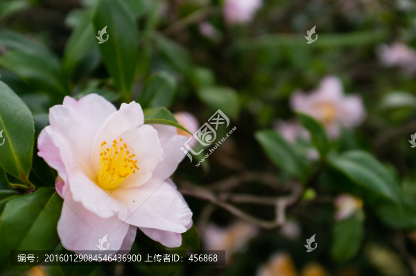 粉色茶花