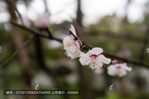 桃花特寫